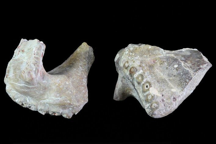 Dimetrodon Pterygoid Bone (Pair) - Texas Red Beds #69537